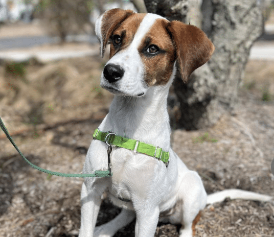 Roger, a 4 mo old, brown and white, Hound Mix wearing a green collar, available for adoption at ARF in East Hampton